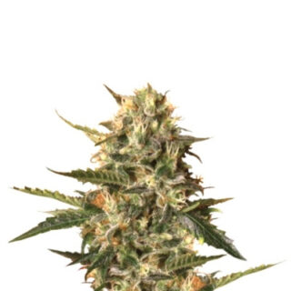 Сорт Mother Gorilla (Royal Madre) fem (RQS) Сорт Mother Gorilla (Royal Madre) fem (RQS)