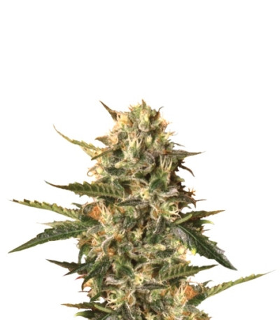 Сорт Mother Gorilla (Royal Madre) fem (RQS) Сорт Mother Gorilla (Royal Madre) fem (RQS)