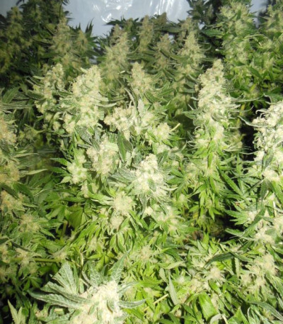 Сорт Mother Gorilla (Royal Madre) fem (RQS) Сорт Mother Gorilla (Royal Madre) fem (RQS) — изображение 3