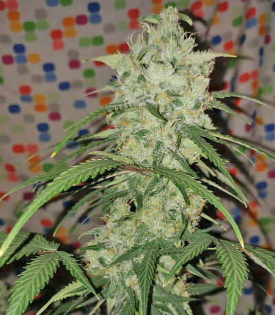 Сорт Tangie Auto (Tangie'matic auto) fem (FastBuds) Сорт Tangie Auto (Tangie'matic auto) fem (FastBuds) — изображение 3