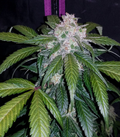 Сорт Tangie Auto (Tangie'matic auto) fem (FastBuds) Сорт Tangie Auto (Tangie'matic auto) fem (FastBuds) — изображение 5