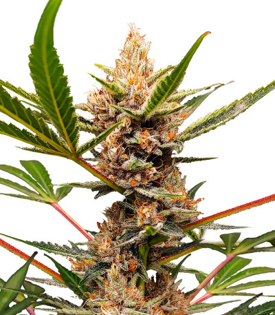Сорт Tropicana Cookies FF fem (FastBuds) Сорт Tropicana Cookies FF fem (FastBuds)