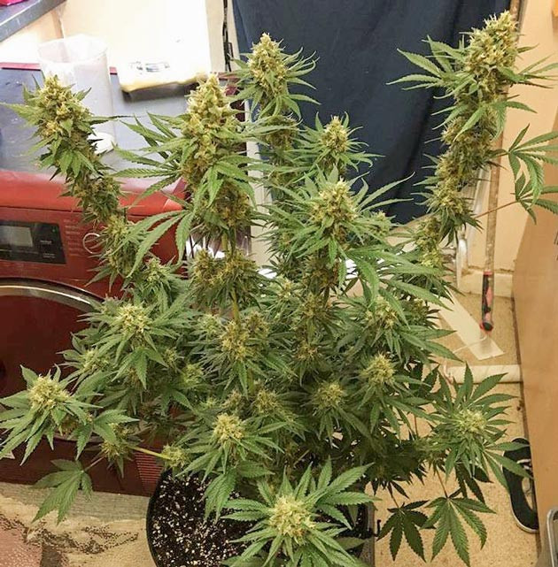 Гроурепорт сорта конопли Strawberry Amnesia от Herbies Seeds