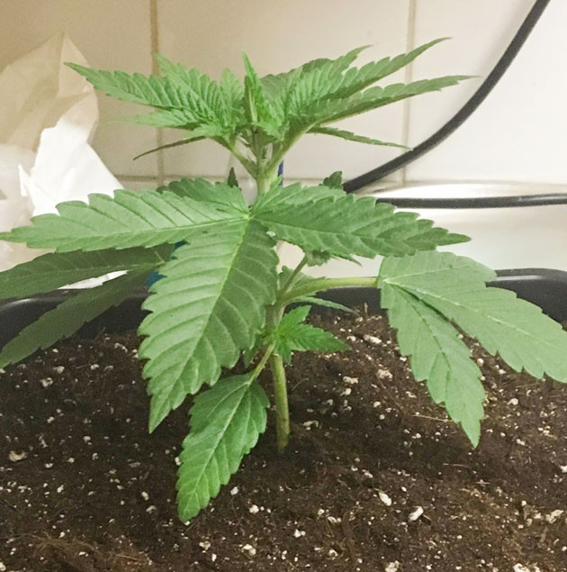 Гроурепорт сорта конопли Strawberry Amnesia от Herbies Seeds