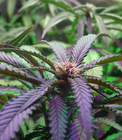 Сорт Ayahuasca Purple fem (Barney's Farm) Сорт Ayahuasca Purple fem (Barney's Farm) — изображение 6