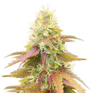 Сорт CBD Apple Betty Auto fem (Herbies Seeds) Сорт CBD Apple Betty Auto fem (Herbies Seeds)