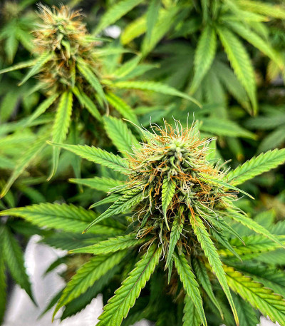 CBD Lemon Auto fem (Herbies Seeds) CBD Lemon Auto fem (Herbies Seeds) — изображение 4