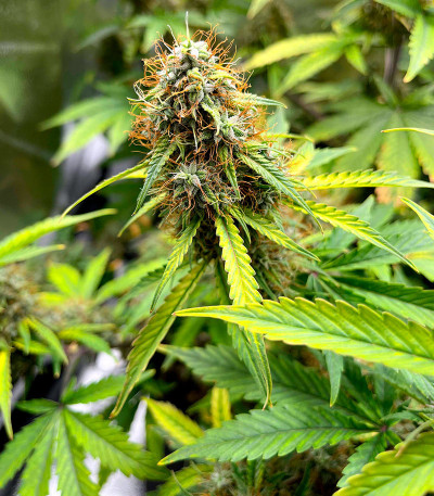 CBD Lemon Auto fem (Herbies Seeds) CBD Lemon Auto fem (Herbies Seeds) — изображение 5