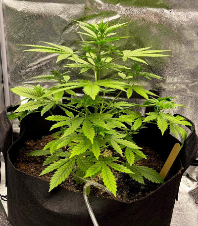 CBD Lemon Auto fem (Herbies Seeds) CBD Lemon Auto fem (Herbies Seeds) — изображение 3