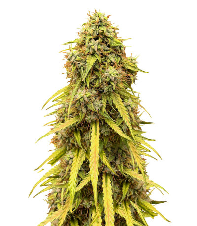 CBD Lemon Auto fem (Herbies Seeds) CBD Lemon Auto fem (Herbies Seeds)