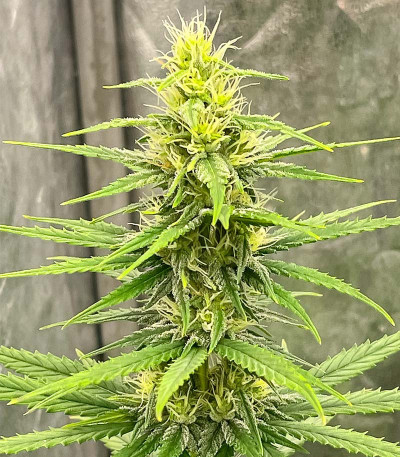 Сорт GMO fem (Barney's Farm) Сорт GMO fem (Barney's Farm) — изображение 4