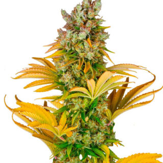 Сорт GMO fem (Barney's Farm) Сорт GMO fem (Barney's Farm)