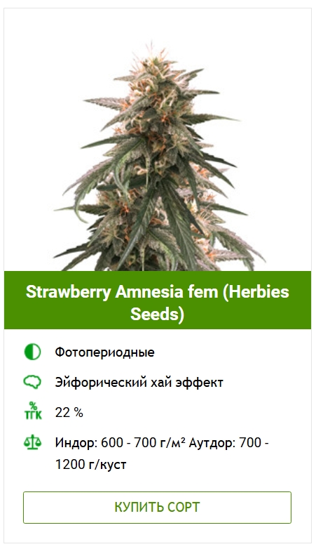 Гроурепорт сорта конопли Strawberry Amnesia от Herbies Seeds