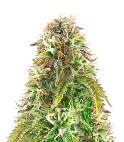 Northern Lights Auto fem (Herbies Seeds) Northern Lights Auto fem (Herbies Seeds)