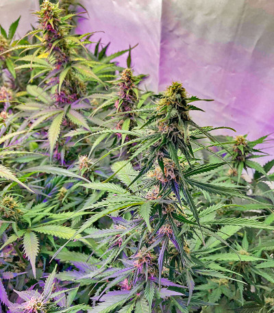 Northern Lights Auto fem (Herbies Seeds) Northern Lights Auto fem (Herbies Seeds) — изображение 7