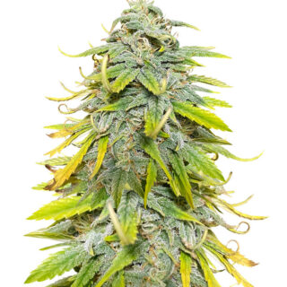 Сорт Northern Lights fem (Herbies Seeds) Сорт Northern Lights fem (Herbies Seeds)