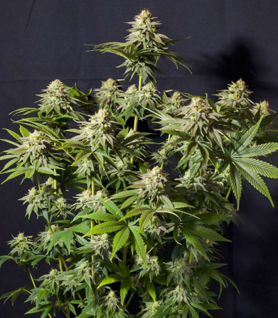 Сорт Orange Sherbet FF fem (FastBuds) Сорт Orange Sherbet FF fem (FastBuds) — изображение 3