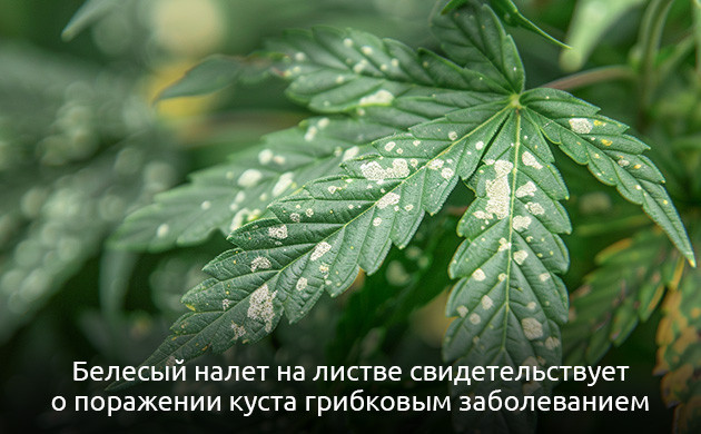 Болезни листьев конопли