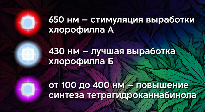 Использование светодиодных светильников для гровинга