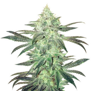 Сорт Stardawg Auto fem (FastBuds) Сорт Stardawg Auto fem (FastBuds)