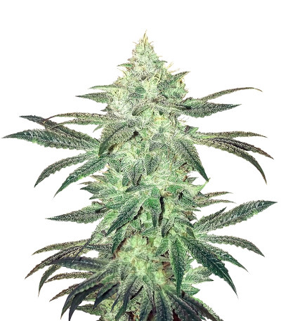 Сорт Stardawg Auto fem (FastBuds) Сорт Stardawg Auto fem (FastBuds)
