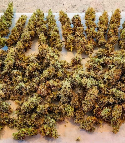 Сорт Also Know 47 Autoflower fem (Seedkeepers) Сорт Also Know 47 Autoflower fem (Seedkeepers) — изображение 5
