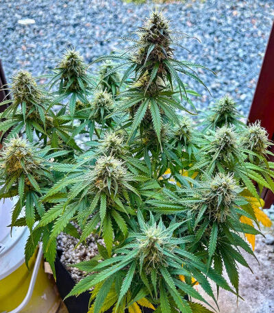 Сорт Also Know 47 Autoflower fem (Seedkeepers) Сорт Also Know 47 Autoflower fem (Seedkeepers) — изображение 10