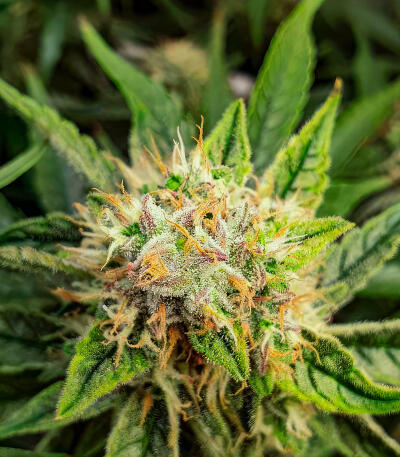Сорт Also Know 47 Autoflower fem (Seedkeepers) Сорт Also Know 47 Autoflower fem (Seedkeepers) — изображение 6