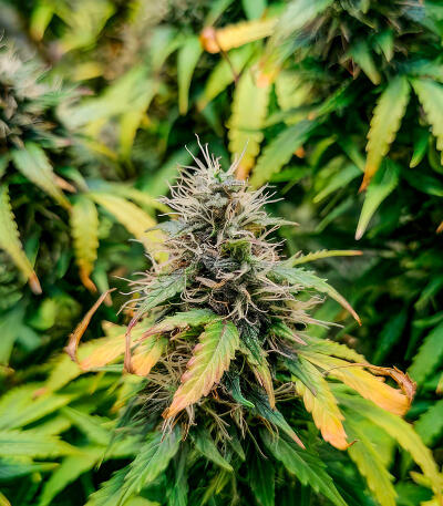 Сорт Also Know 47 Autoflower fem (Seedkeepers) Сорт Also Know 47 Autoflower fem (Seedkeepers) — изображение 3