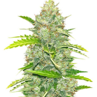 Сорт Blue Dream Autoflower fem (Seedkeepers)