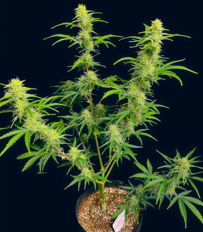 Сорт Bruce Banner Autoflower fem (Seedkeepers) Сорт Bruce Banner Autoflower fem (Seedkeepers) — изображение 3