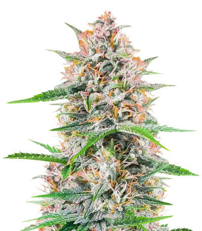 Сорт Bruce Banner Autoflower fem (Seedkeepers) Сорт Bruce Banner Autoflower fem (Seedkeepers)
