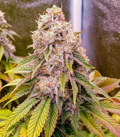 Сорт Jealousy Kush fem (Seedkeepers) Сорт Jealousy Kush fem (Seedkeepers) — изображение 3