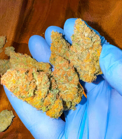 Сорт Jealousy Kush fem (Seedkeepers) Сорт Jealousy Kush fem (Seedkeepers) — изображение 5