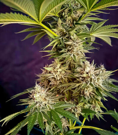 Сорт Jealousy Kush fem (Seedkeepers) Сорт Jealousy Kush fem (Seedkeepers) — изображение 6