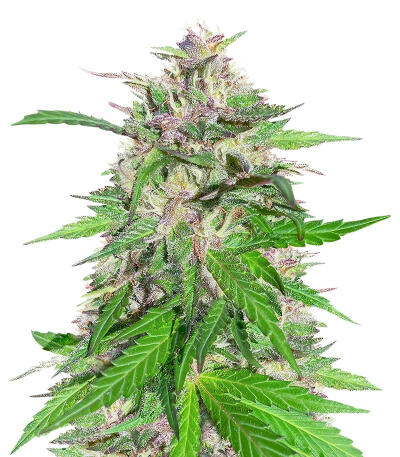 Сорт Jealousy Kush fem (Seedkeepers) Сорт Jealousy Kush fem (Seedkeepers)
