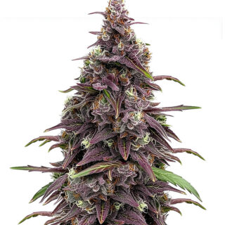 Сорт Keepers OG Autoflower fem (Seedkeepers)
