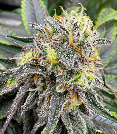 Сорт Purple Punch F1 fem (Seedkeepers) Сорт Purple Punch F1 fem (Seedkeepers) — изображение 7