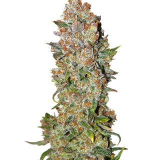 Сорт Rhino Ryder Auto fem (FastBuds)