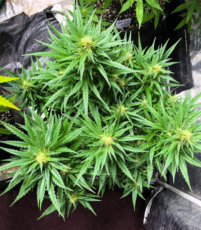 Сорт Rhino Ryder Auto fem (FastBuds) Сорт Rhino Ryder Auto fem (FastBuds) — изображение 3