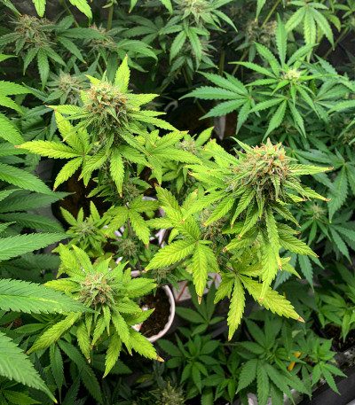 Сорт Rhino Ryder Auto fem (FastBuds) Сорт Rhino Ryder Auto fem (FastBuds) — изображение 5