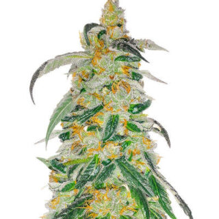 Сорт RudeBoi OG F1 fem (Seedkeepers)
