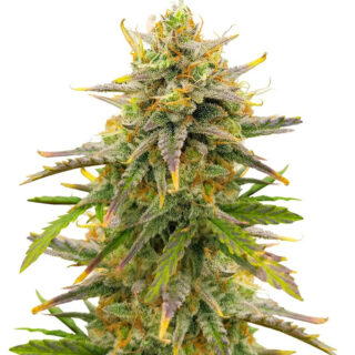 Сорт Sour Diesel Autoflower fem (Seedkeepers)