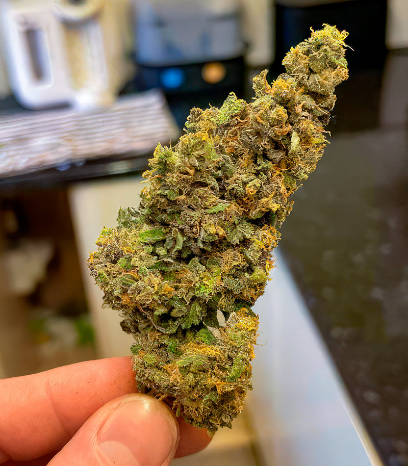 Сорт Sour Diesel x OG Kush fem (Seedkeepers) Сорт Sour Diesel x OG Kush fem (Seedkeepers) — изображение 7