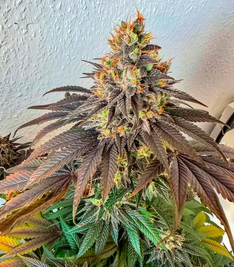 Сорт Sour Diesel x OG Kush fem (Seedkeepers) Сорт Sour Diesel x OG Kush fem (Seedkeepers) — изображение 3