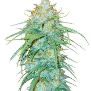 Сорт Sour Diesel x OG Kush fem (Seedkeepers)