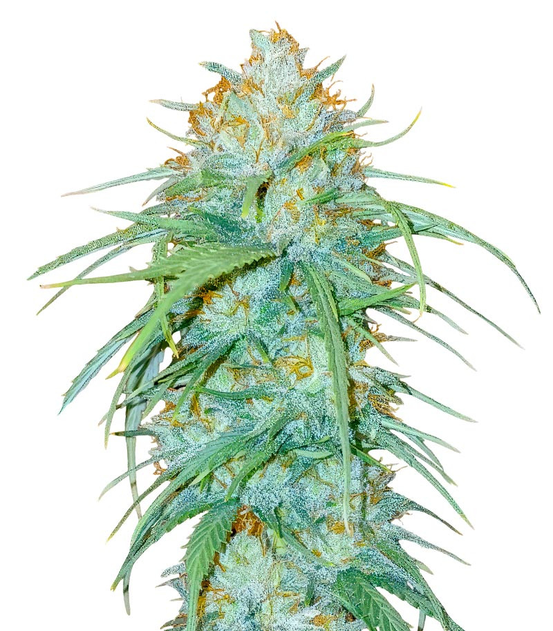 Сорт Sour Diesel x OG Kush fem (Seedkeepers) Сорт Sour Diesel x OG Kush fem (Seedkeepers)