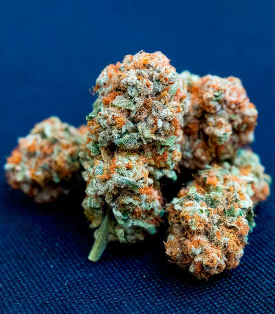 Сорт Sour MAC F1 fem (Seedkeepers) Сорт Sour MAC F1 fem (Seedkeepers) — изображение 3