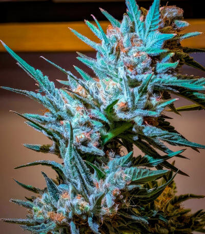 Сорт Sour MAC F1 fem (Seedkeepers) Сорт Sour MAC F1 fem (Seedkeepers) — изображение 4