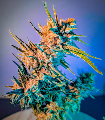 Сорт Sour MAC F1 fem (Seedkeepers) Сорт Sour MAC F1 fem (Seedkeepers) — изображение 5